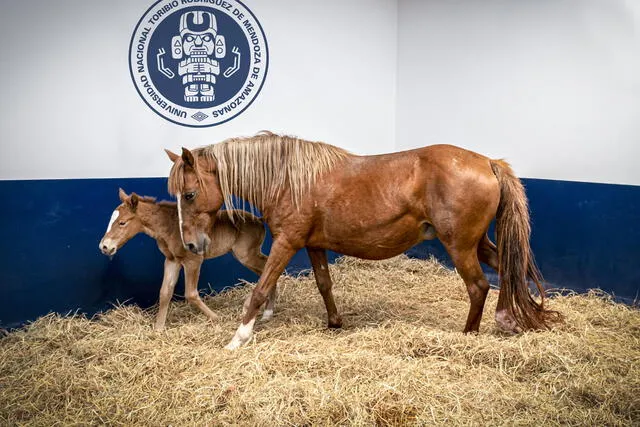  Potrillo nació después de 333 días por parto natural. Foto: UNTRM    