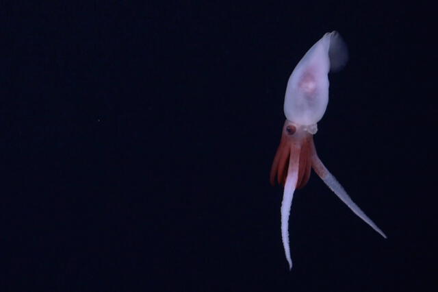  El extraño calamar encontrado es de un género que hasta el momento solo se ha estudiado con muestras halladas en redes. Foto: ROV SuBastian/SOI   