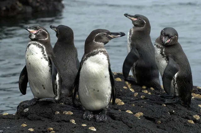  Pingüinos de las Galápagos en Ecuador son víctimas del cambio climático. Foto: Charles Darwin Foundation   