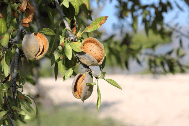 El nombre científico de esta fruta es Prunus dulcis,​ un árbol de la familia de las rosáceas. Foto: Freepik   