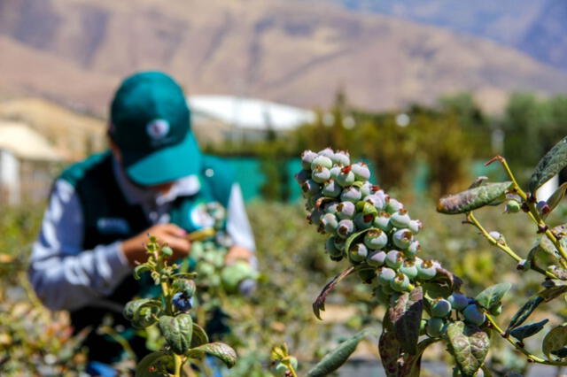 Los arándanos son una de las frutas mejor posicionadas en el mundo. Fuente: Andina   