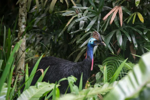  Este ave juega un papel clave en la dispersión de semillas en los bosques tropicales de Nueva Guinea y el norte de Australia. Foto: Pexels   