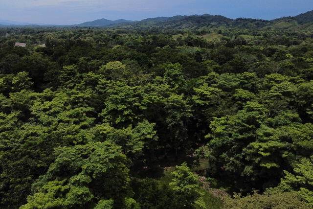 Colombia también tiene parte de la Amazonía. Foto: AFP   