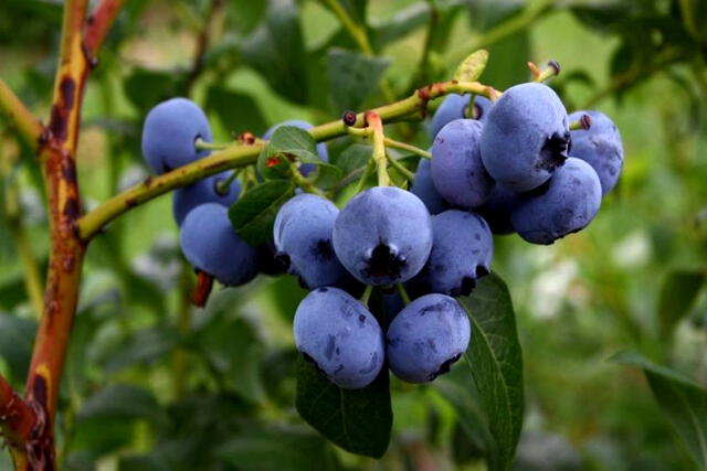 Arándano azul | Arándano rojo | Latinoamérica | América Latina | Cranberry | Lingonberry | mora azul | Exportación | Perú | Oro azul