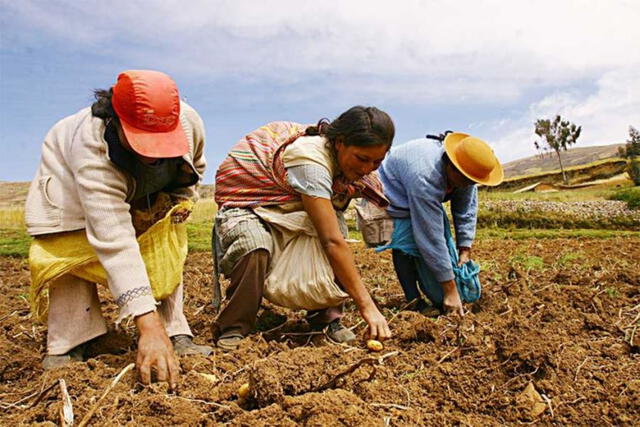  Agricultura familiar en Perú. Foto: Andina   