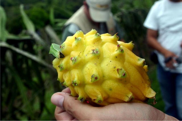  La pitahaya es considerada un superalimento amazónico. Foto: Andina   