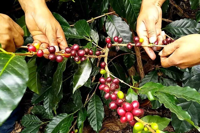  Recolectando café en Chanchamayo. Foto: Andina   