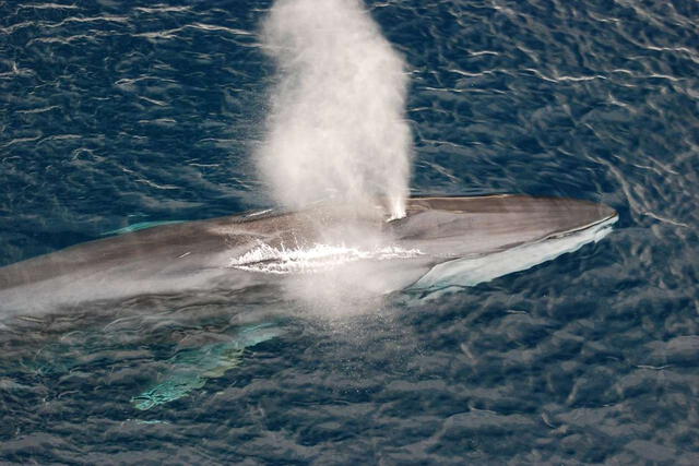 Es el segundo animal más grande del mundo después de la ballena azul. Foto: iStock.   