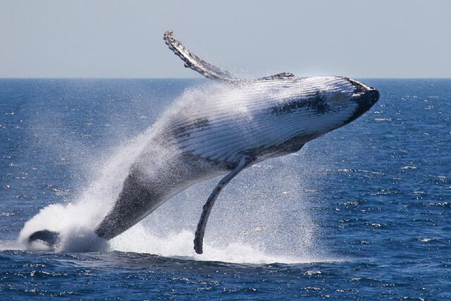 A pesar del bajo consumo actual de carne de ballena en Japón, el país continúa cazando diversas especies de cetáceos. Foto: Un mundo sustentable.   