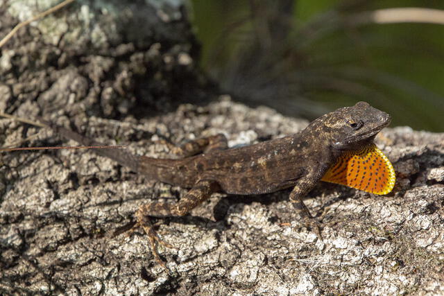  Los lagartos anolis tienen un 'sexto sentido' que les permite percibir la luz ultravioleta. Foto: Dennis Church   