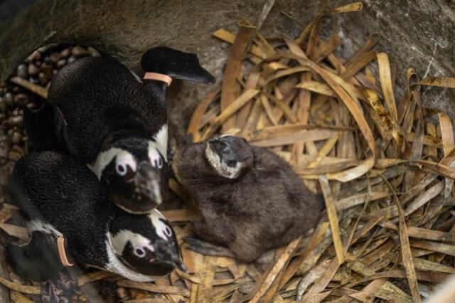 Pese a llevar pocos meses de nacidos, los polluelos ya han mostrado signos de independencia. Foto: Hertfordshire Zoo   