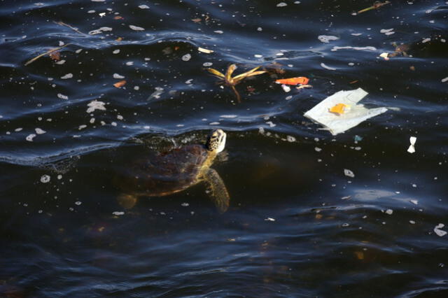  Las especies marinas, como tortugas, peces y mamíferos, ingieren plástico, lo que provoca desnutrición y enfermedades. Foto: EFE   