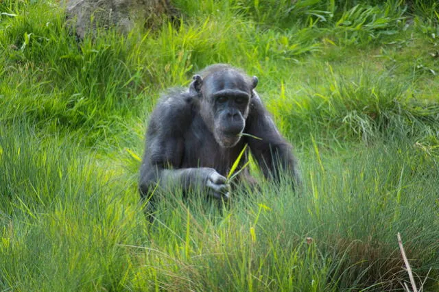  Los chimpancés utilizan plantas medicinales para automedicarse, ingiriendo hojas con propiedades curativas que les ayudan a mantener su salud. Foto: Pexels   