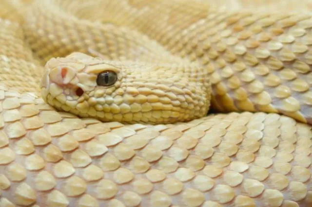  La serpiente Bothrops insularis, ha llevado a prohibir el acceso a turistas y visitantes no autorizados para proteger la biodiversidad y a las personas. Foto: Getty Images   