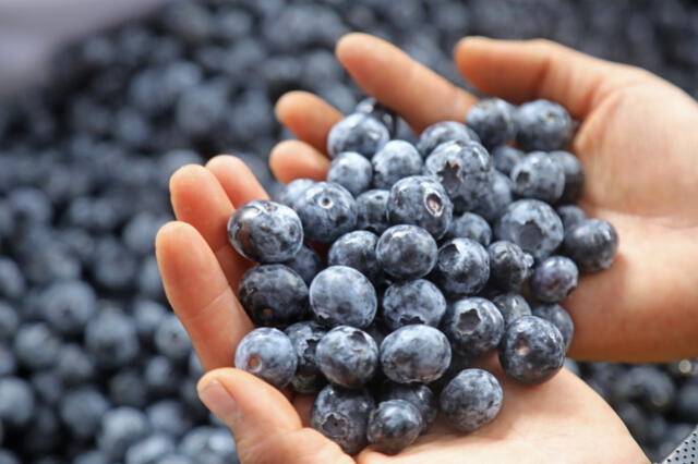 El arándano: el 'oro azul' que impulsa la economía y la salud a nivel global. Foto: Ministerio de Desarrollo Agrario y Riego   