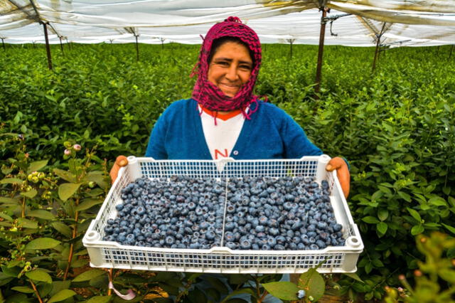 Sudamérica se posiciona como líder en la producción de arándanos, el 'oro azul', destacando Perú como el principal exportador mundial desde 2008, gracias a su clima favorable y técnicas avanzadas. Foto: MIDAGRI   