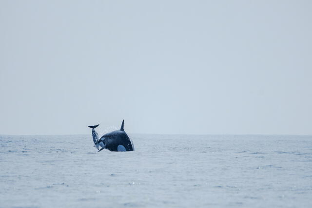  La nueva forma de caza de las orcas en esta región de Chile podría desestabilizar el ecosistema marino. Foto: captura de video/Cetalab. Durante la caza, una orca, conocida como la matriarca de la manada Dakota, arroja a un delfín oscuro al aire. Foto: Maikol Barrera.   