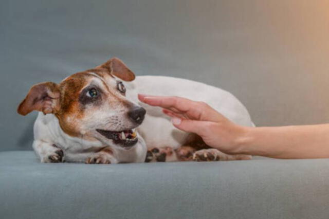  Estudio demostró que los perros son capaces de confiar en unas personas más que en otras. Foto: Pexels.<br><br>  