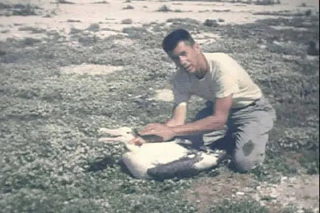 Wisdom fue marcada en 1956 por el biólogo Chandler Robbins, quien la estudió por primera vez. Foto: US Fish and Wildlife Service Wisdom fue marcada en 1956 por el biólogo Chandler Robbins, quien la estudió por primera vez. Foto: US Fish and Wildlife Service