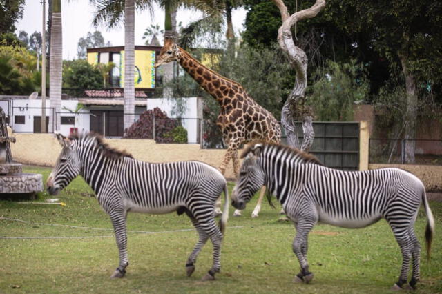 Parque de las Leyendas alberga a animales de todo el mundo. Foto: difusión   