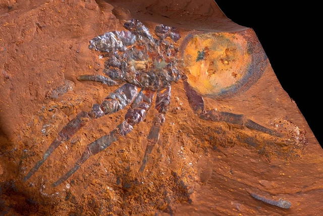  Este fósil de araña pertenece a un linaje extinto que habitó en Australia durante el Mioceno y que ya no tiene representantes en el continente. Foto: Australian Museum.   