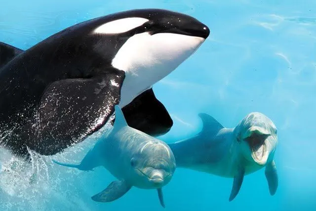 Orcas y delfines han desarrollado características únicas, como pulmones especializados y cuerpos diseñados para nadar largas distancias. Orcas y delfines han desarrollado características únicas, como pulmones especializados y cuerpos diseñados para nadar largas distancias.