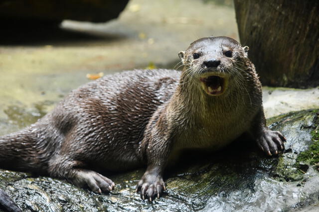  Un estudio genético confirmó que Lontra longicaudis comprende dos especies distintas en su rango de distribución. Foto: Galería Bioweb Ecuador.    