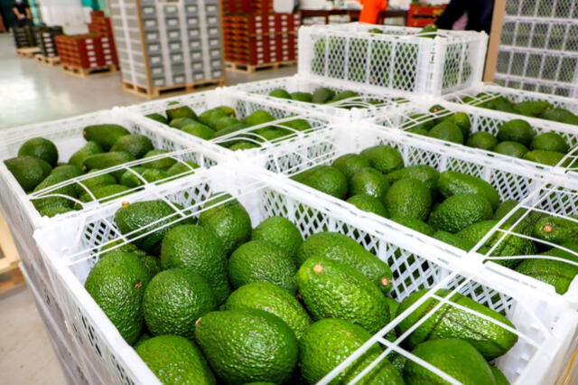 Las regiones líderes en producción de palta son Lima, La Libertad e Ica, que han asegurado la competitividad de la palta peruana mediante prácticas agrícolas sostenibles y un clima favorable. Foto: Andina Las regiones líderes en producción de palta son Lima, La Libertad e Ica, que han asegurado la competitividad de la palta peruana mediante prácticas agrícolas sostenibles y un clima favorable. Foto: Andina