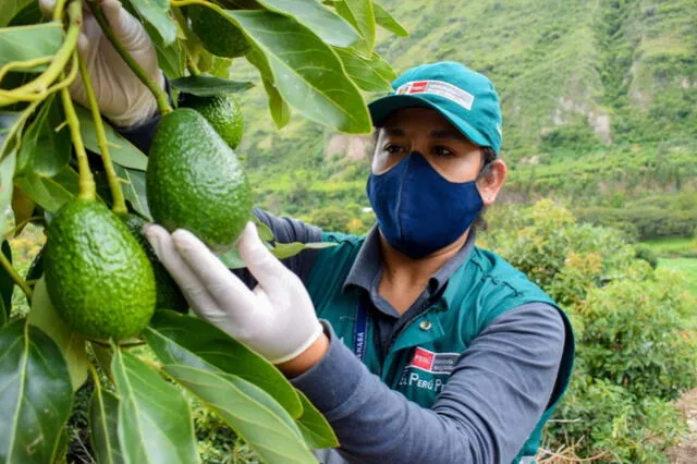 El crecimiento en exportaciones de palta es resultado del esfuerzo conjunto entre el gobierno, agricultores y empresas que cumplen con los estándares de calidad exigidos por el mercado chino. Foto: Andina El crecimiento en exportaciones de palta es resultado del esfuerzo conjunto entre el gobierno, agricultores y empresas que cumplen con los estándares de calidad exigidos por el mercado chino. Foto: Andina