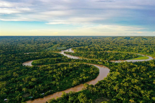 El estudio se realizó desde el 2002 en los bosques Amazónicos. Foto: IStock El estudio se realizó desde el 2002 en los bosques Amazónicos. Foto: IStock