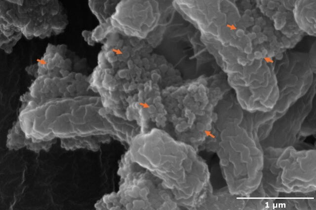 Los nanoplásticos (flechas rojas) se unen a la bacteria E. coli. Foto: Universidad Illinois Los nanoplásticos (flechas rojas) se unen a la bacteria E. coli. Foto: Universidad Illinois
