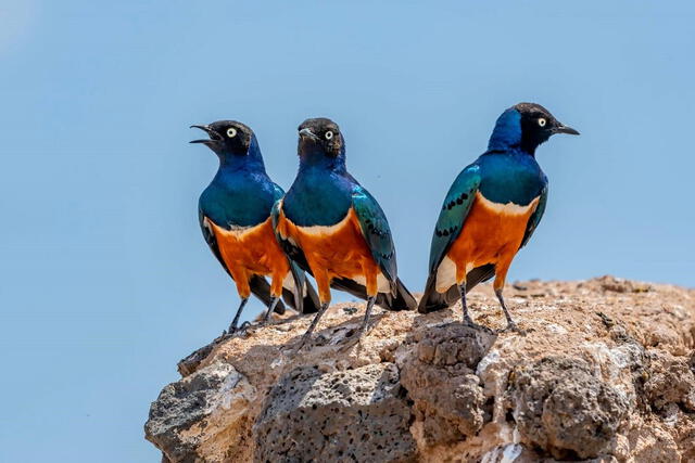  Los estorninos ayudan preferentemente a sus parientes y a otros no emparentados. Foto: Turismo de Observación   