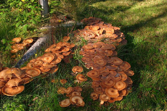  Este hongo actúa como un parásito, atacando principalmente a las raíces de los árboles. Foto: Jardinería On   