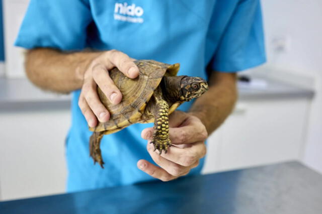 Para nuestros amigos reptiles también hay recomendaciones para esta temporada de frío. Foto: Clínica Nido Para nuestros amigos reptiles también hay recomendaciones para esta temporada de frío. Foto: Clínica Nido