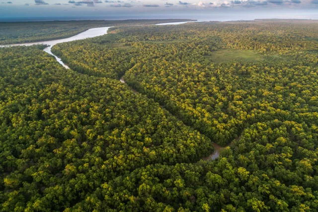  Las plantas dependen del dióxido de carbono para realizar la fotosíntesis y producir oxígeno. Foto: Amazonia   