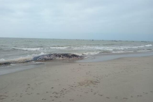 El enorme animal continúa varado en la playa de Tumbes. Foto: Andina El enorme animal continúa varado en la playa de Tumbes. Foto: Andina