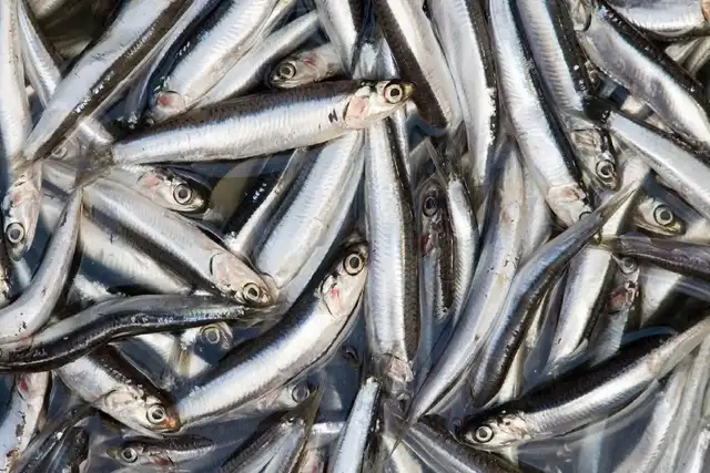 La producción de anchovetas es clave para la economía peruana. Foto: Andina.