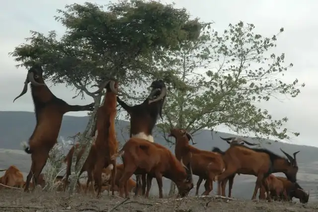 Las cabras introducidas por humanos arrasaron con plantas endémicas. Las cabras introducidas por humanos arrasaron con plantas endémicas.