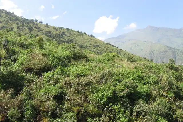 La Salvia messii fue calificada en categoría En Peligro de extinción. Foto: Paúl Gonzáles