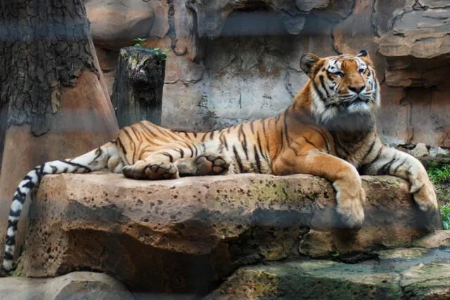 Zoológico de Indonesia Tigre Foto: AFP