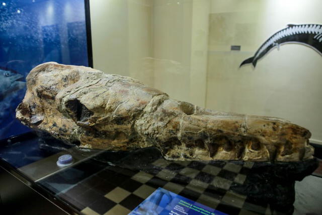 El basilosaurio de Ocucaje es uno de los ejemplares descubiertos mejor conservados del mundo. Foto: John Reyes/La República
