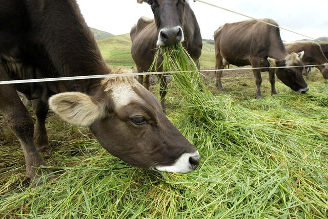 Si bien los productos lácteos suelen ser de vaca, también pueden provenir de otros animales, como la cabra. Foto: Andina   