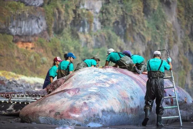  El chacalote fue hallado a mediados de mayo. Foto: BBC News Mundo<br>    