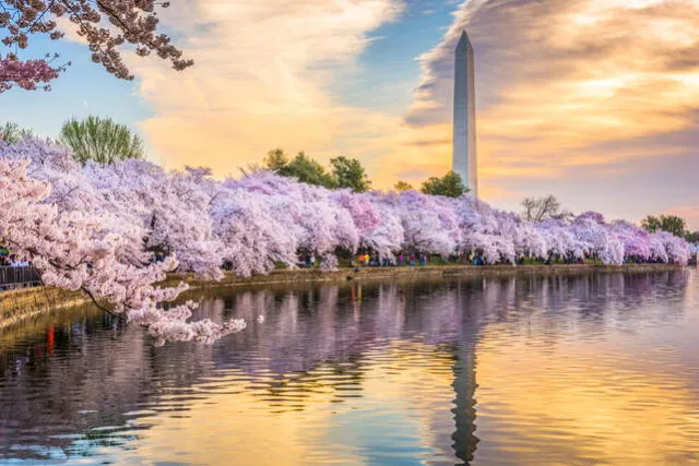 Cherry Blossoms 2024