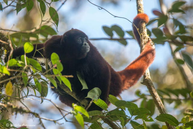 El mono choro cola amarilla tiene hábitos diurnos. Foto: Wilhelm Osterman | Yunkawasi    