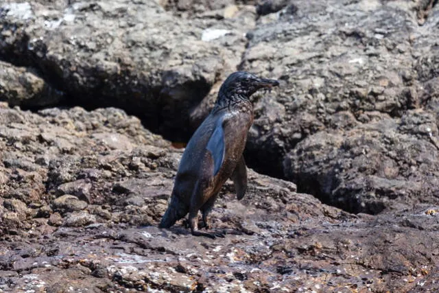 Los pingüinos y aves marinas fueron los animales más vistos en la prensa. Foto: Diego Pérez/SPDA    