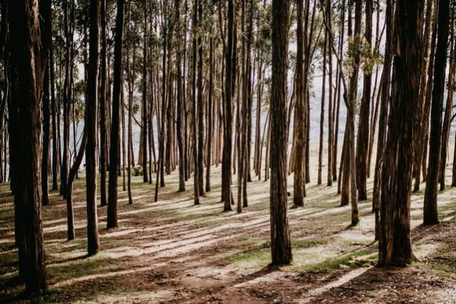  Bosque de Qenqo. Foto: IncaRail    