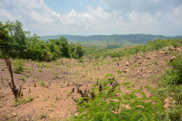 El aumento de casos de fiebre de Oropouche se han relacionado con la deforestación. Foto: CIAT   