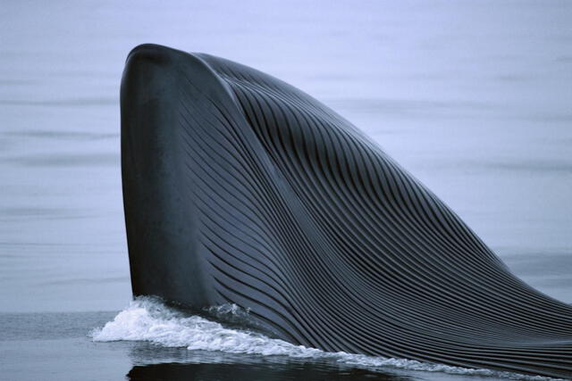 Ballena azul | rorcual azul | Balaenoptera musculus Intermedia | Perú