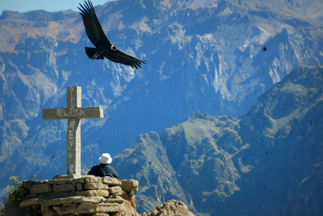  El Cañón del Colca también es famoso por la presencia de cóndores. Foto: Andina    